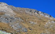 Camosci sui pendii di Cima del Rospo