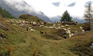 Ultimo gregge al pascolo