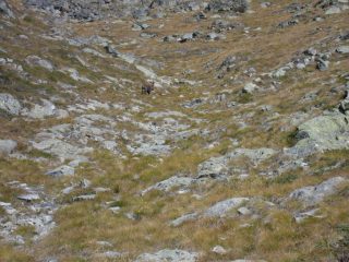 stambecco adulto ....