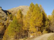 Colori autunnali
