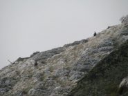 Camosci nella galaverna