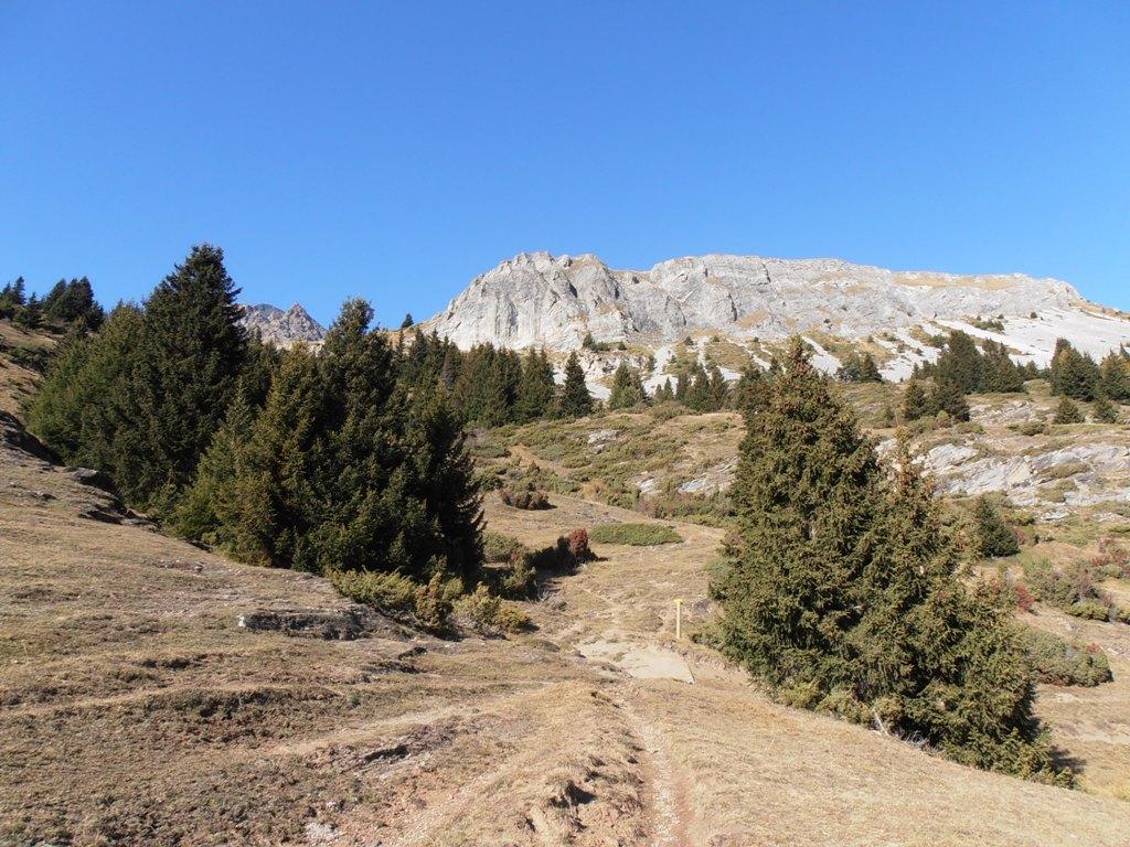 06 - Il bosco rado scendendo verso Lanslevillard
