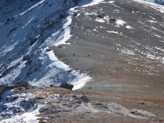 camosci al passo della Banchetta