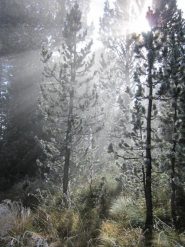 nel bosco tra luce, nebbia e ghiaccio