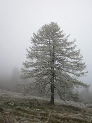 nebbia e galaverna