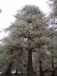 fioritura autunnale