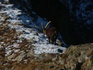 iniziano tempi grami per gli amici stambecchi