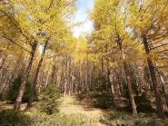 00 - nel bosco sopra Gimillan