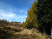 Verso l'Armetta, la bella foresta di Abeti e Larici