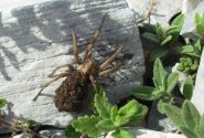 strano incontro: a prima vista sembra un ragno crociato con la pelliccia...