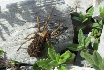 strano incontro: a prima vista sembra un ragno crociato con la pelliccia...