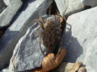 ... poi a casa, ingrandendo con calma, edo che forse sta portando in gita la (numerosa) prole!