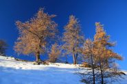 alberi con i colori autunnali appena sotto il Piano dei Serous (30-10-2011)