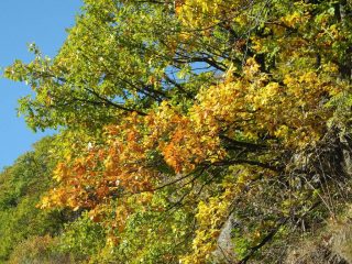 colori d'autunno