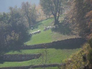 pecore al pascolo