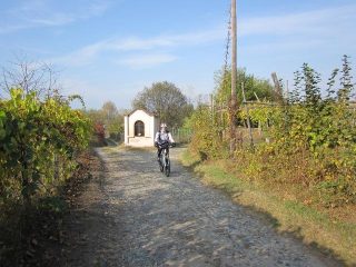 tra i vigneti dell'Erbaluce