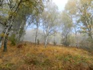 Il bosco dopo il rifugio Fantoli