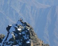 stambecchi sulla punta del Piccolo Morion