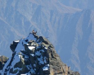 stambecchi sulla punta del Piccolo Morion