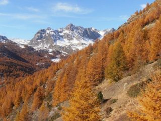 02 - salendo nel bosco rado
