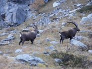 02 - stambecconi alla Balma Gias Massiet