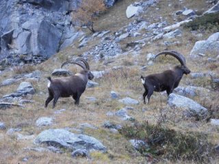 02 - stambecconi alla Balma Gias Massiet