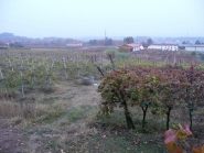 Vigne ai piedi della collina