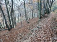 Faggeta dal sentiero E80 al ritorno
