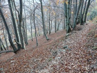 Faggeta dal sentiero E80 al ritorno