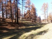 01 - nel bosco sopra Champas Seguin