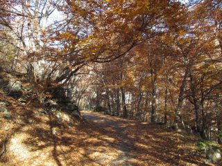 Il bosco e la strada si fondono insieme