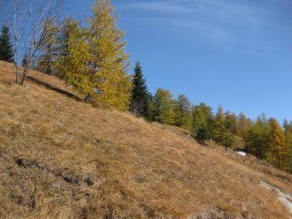 sembra  primavera