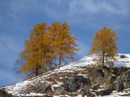Larici