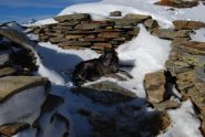Frank al colle in cerca di refrigerio, ma la neve non è fresca abbastanza ….