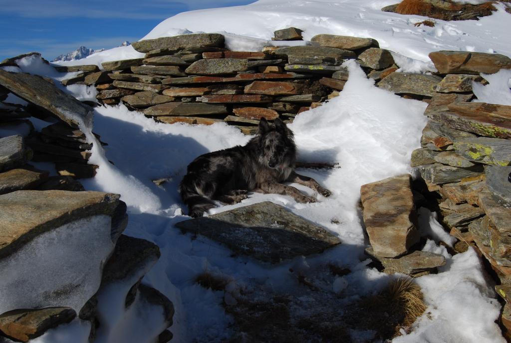 Frank al colle in cerca di refrigerio, ma la neve non è fresca abbastanza ….