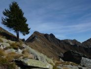 abete rosso solitario e punta dell'uja