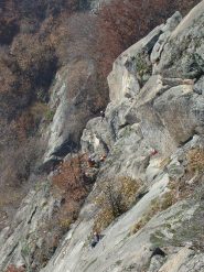 formiche brulicanti sul cinquetti