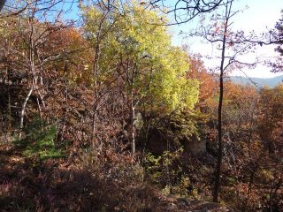  il bosco della riserva