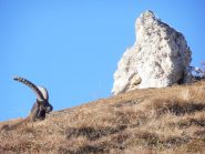 14 - in posa da divo