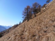 05 - uscendo dal bosco nella parte alta dlla cresta