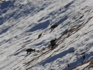 07 - Stambecchi al pascolo nella neve