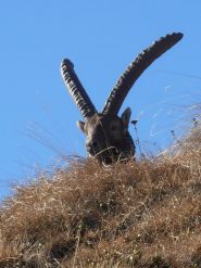 13 - Splendido esemplare di stambecco sotto i Denti di Chiomonte