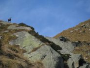 Sentinella e Grange La Malpensata