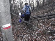  nel faggeto sul versante Nord