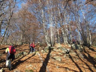 Nella faggeta sotto il pianoro