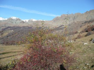 Rosa canina e cime che contornano la conca