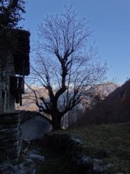 pianta monumentale a Pesse