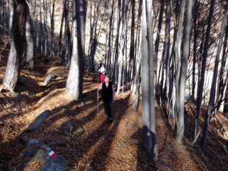 Il bosco di faggi