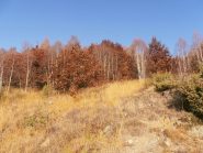 02 - salendo nel bosco