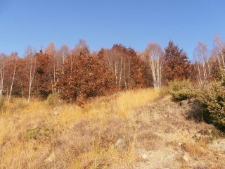 02 - salendo nel bosco